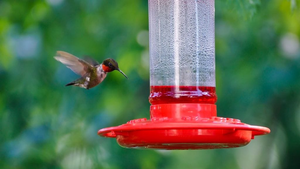 15 Hummingbird Feeding Mistakes That Drive Birds Away – The #1 Error Most Backyard Gardeners Never Catch
