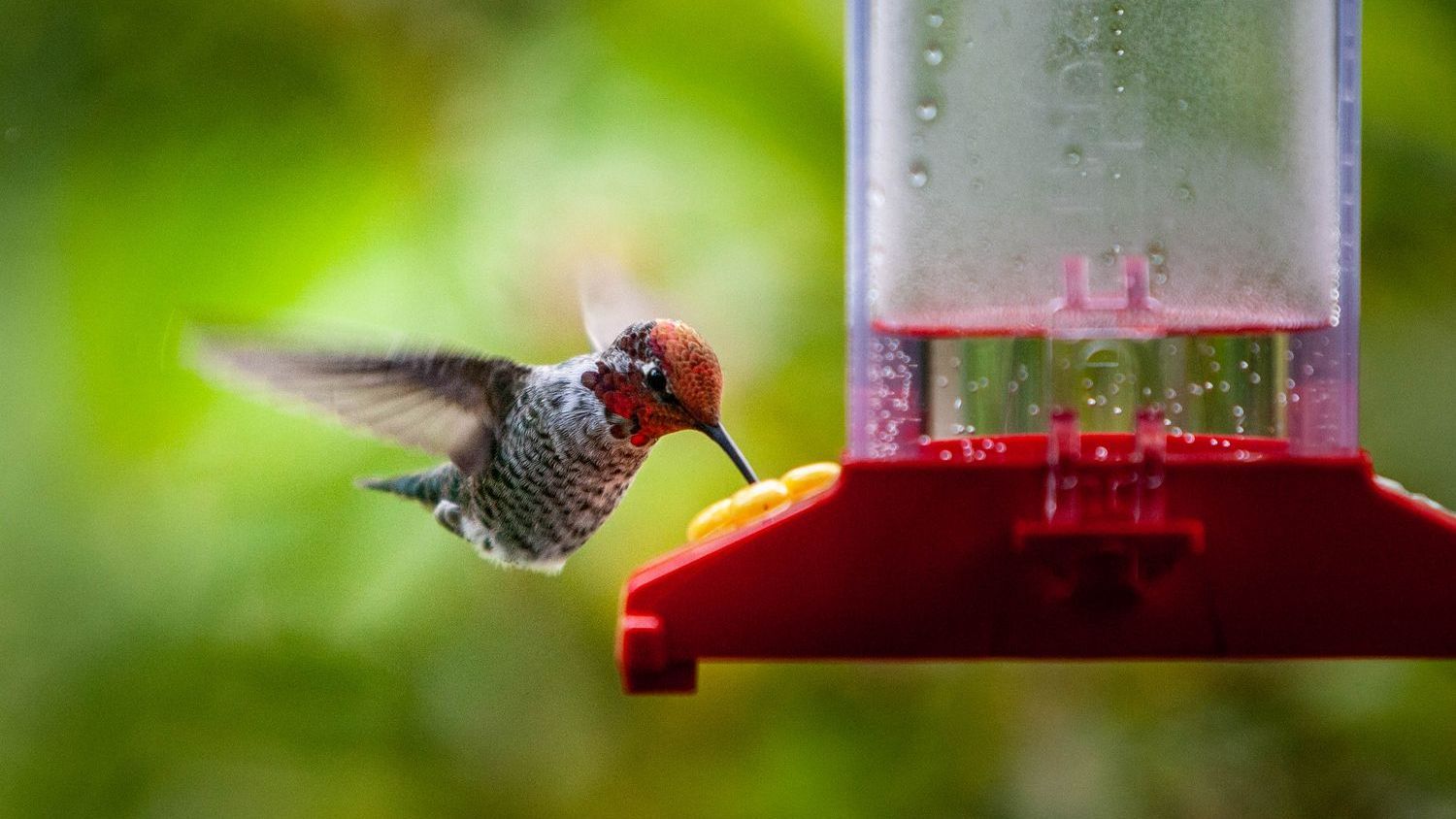 14 Things in Your Yard That Send Hummingbirds Straight to Your Neighbor's Garden Instead