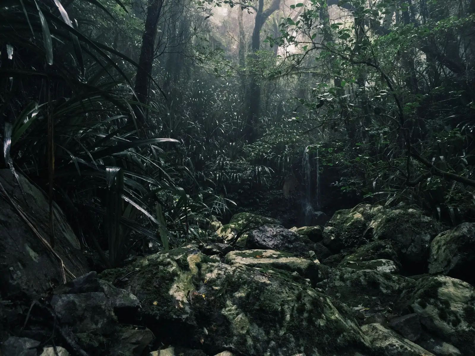Borneo’s East Kalimantan Forests Face Rapid Change as Nusantara Takes Shape