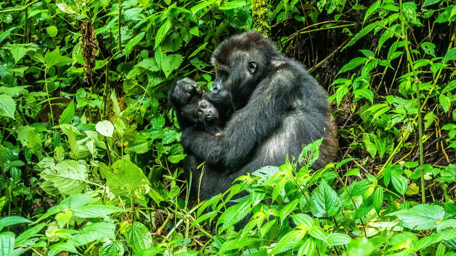 Reintroduced Gorilla Lulingu Gives Birth in Virunga