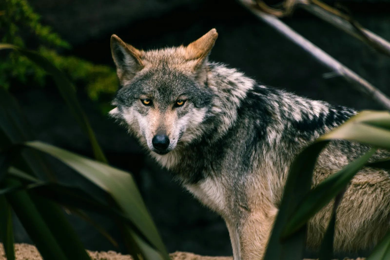 Yellowstone Wolf Watching Faces Uncertainty After New Federal Order