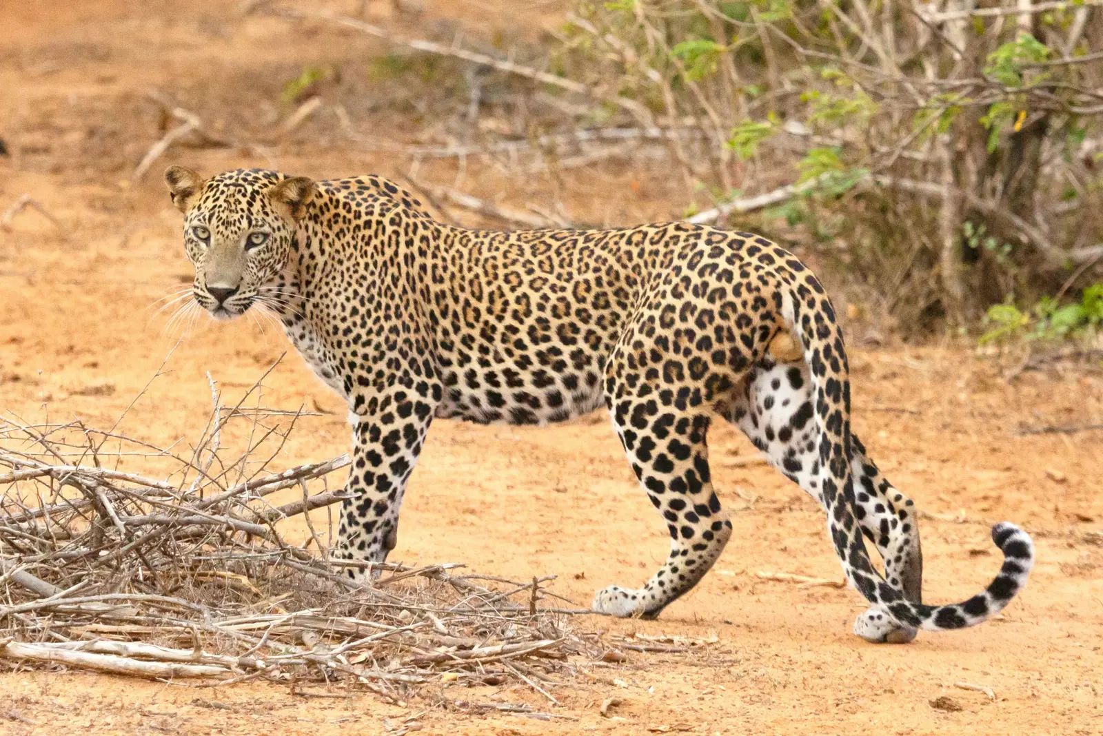 Forest Ranger Saves Leopard From Well, Dies in Line of Duty