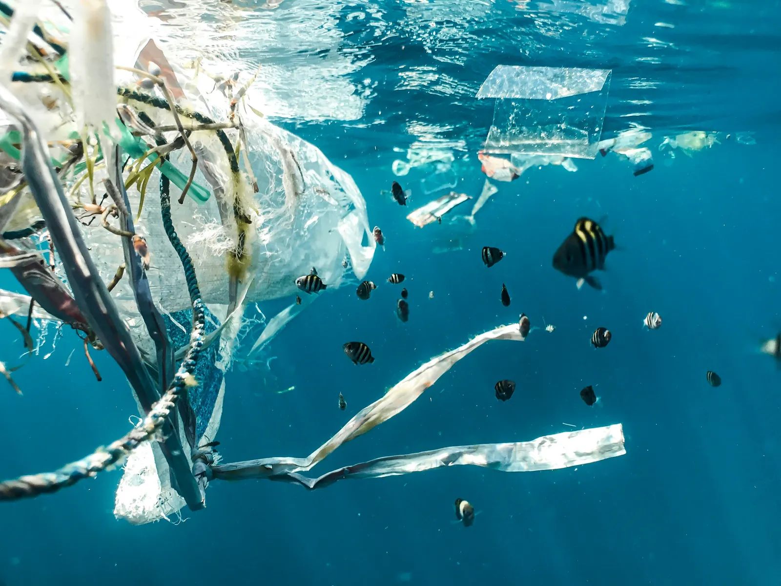 Plastic Waste Reaches the Seafloor of a Remote Canyon Off Argentina