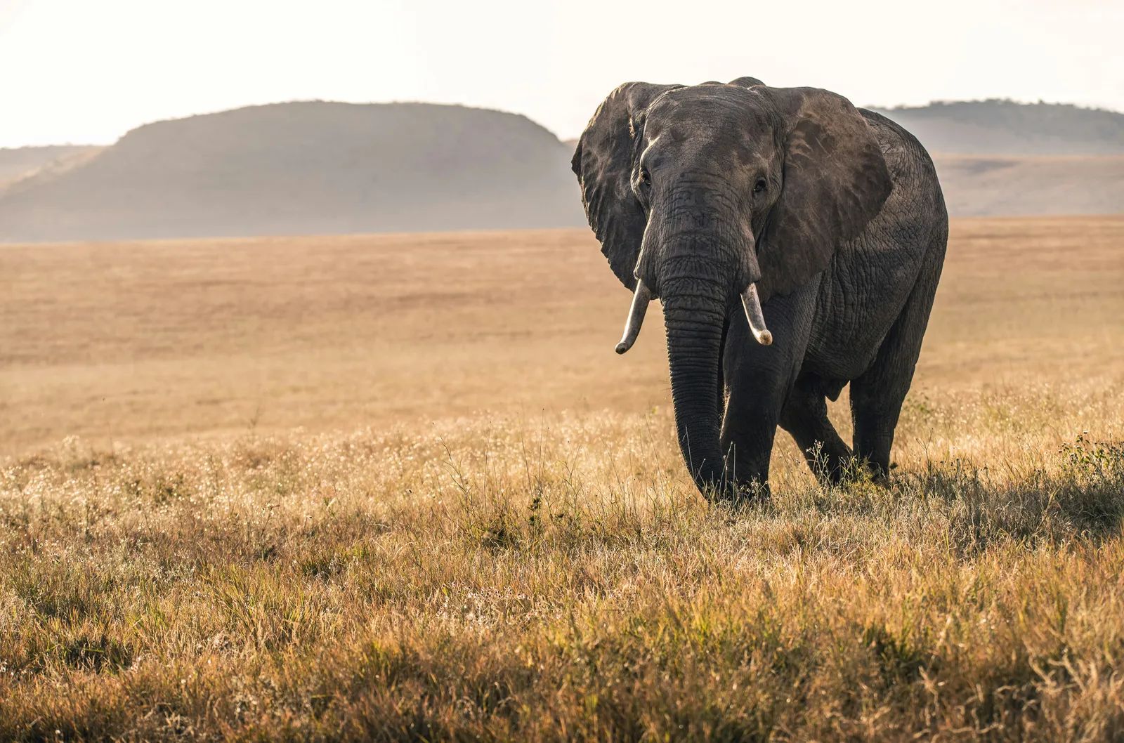 Beyond the Big Five: Wildlife Journeys That Surprise