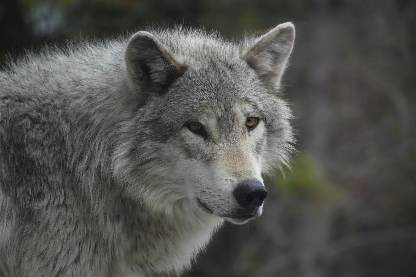 How AI Is Helping Decode the Calls of Yellowstone's Wolves