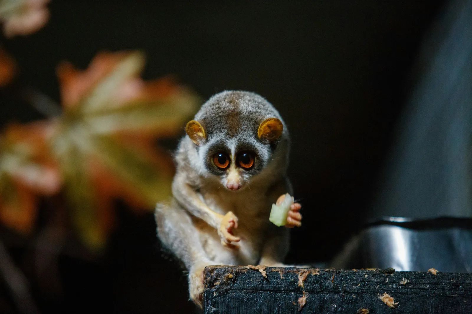 China’s Rugged South Reveals a Hidden Stronghold for Rare Venomous Primates