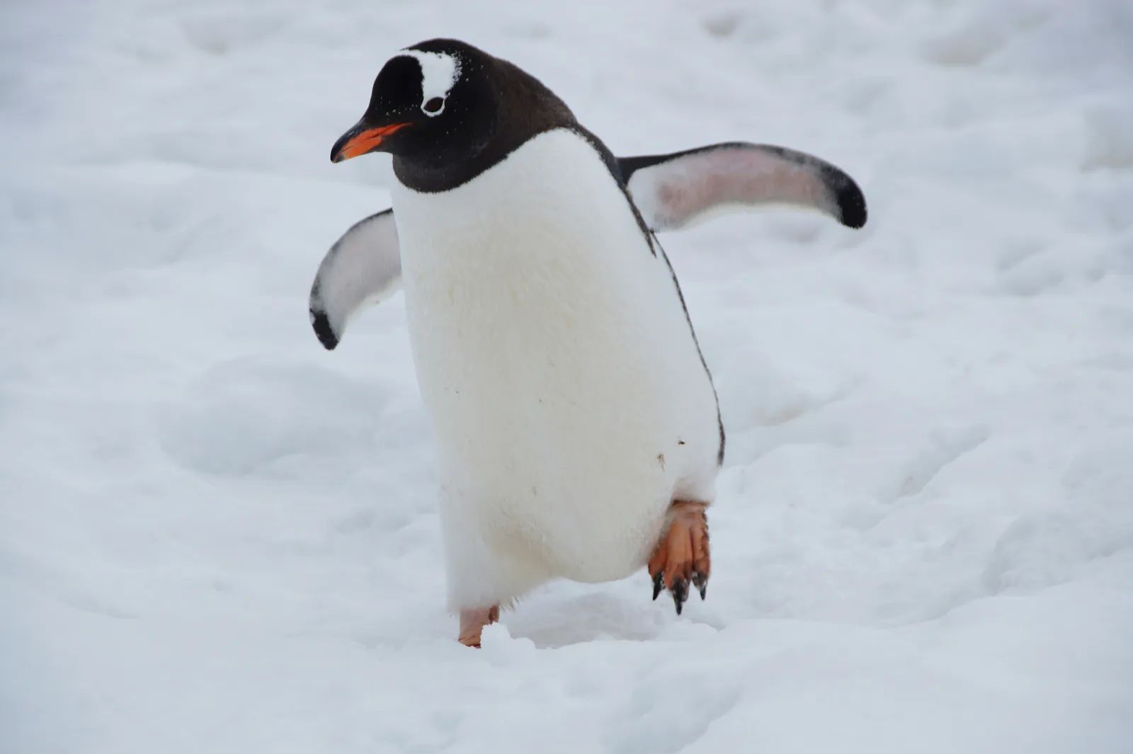 H5N1 Avian Flu Reaches Australian Sea Lions and Dolphins