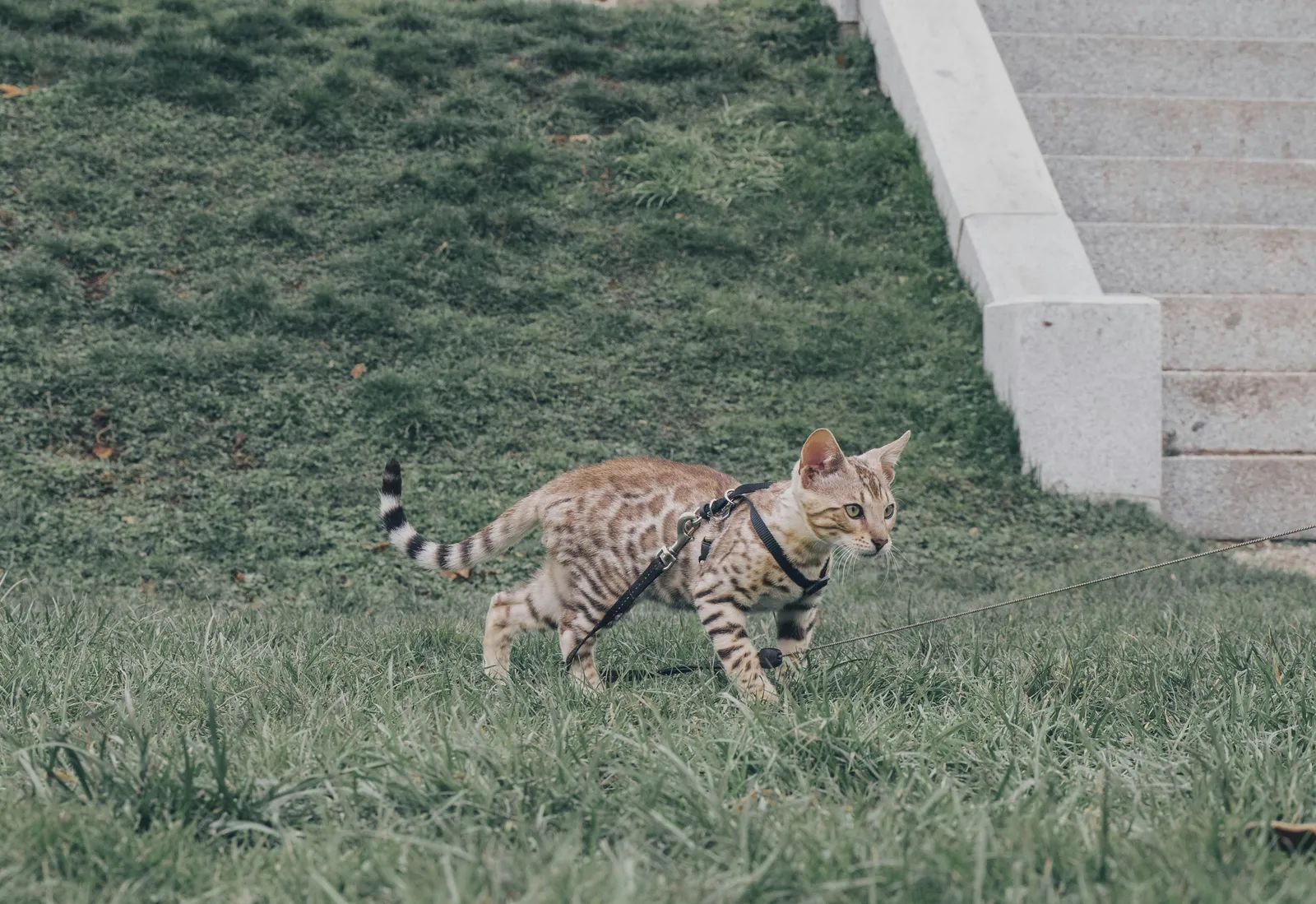 First New Wild Cat Species in Over a Century Confirmed in Bolivia’s Yungas Forests