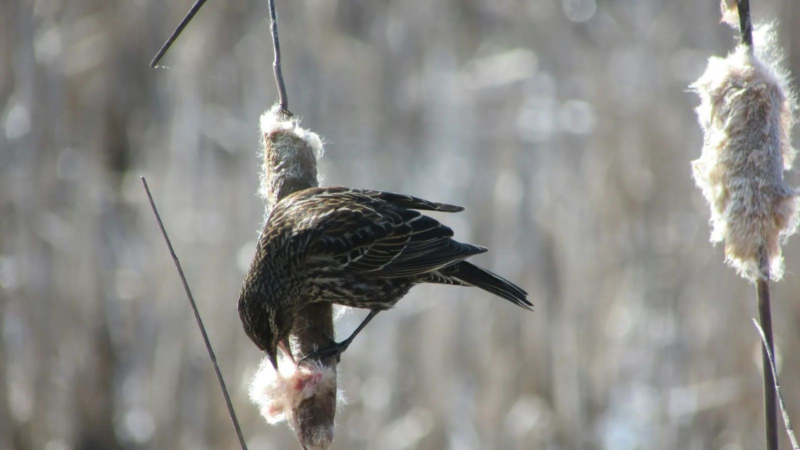 Ridgefield Refuge Offers Portland Travelers a Quick Wildlife Escape Amid New Development Plans