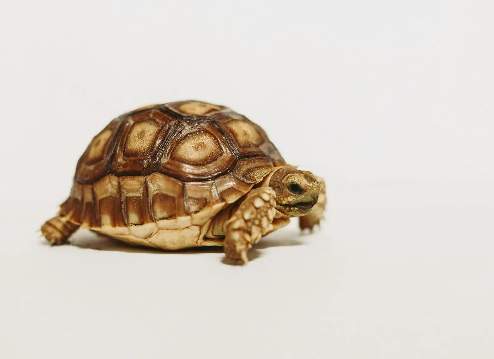 Infrared Cameras Monitor Baby Tortoises Without Handling