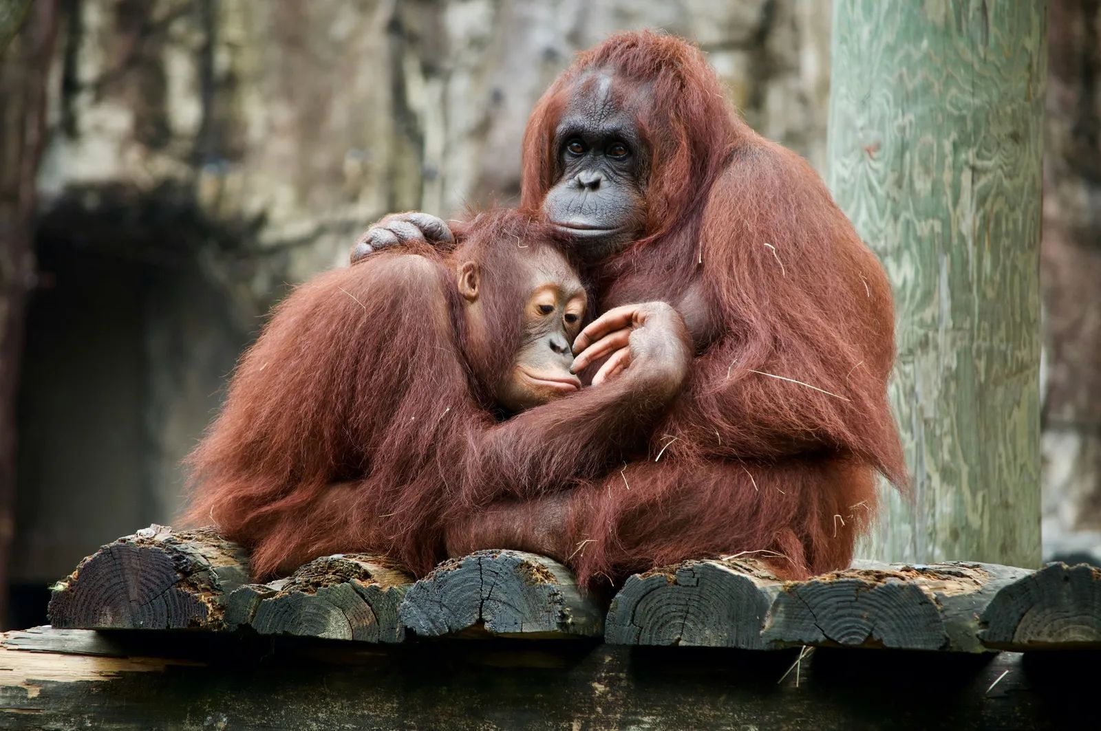 Orangutans Found in Odisha Await Indonesia Return