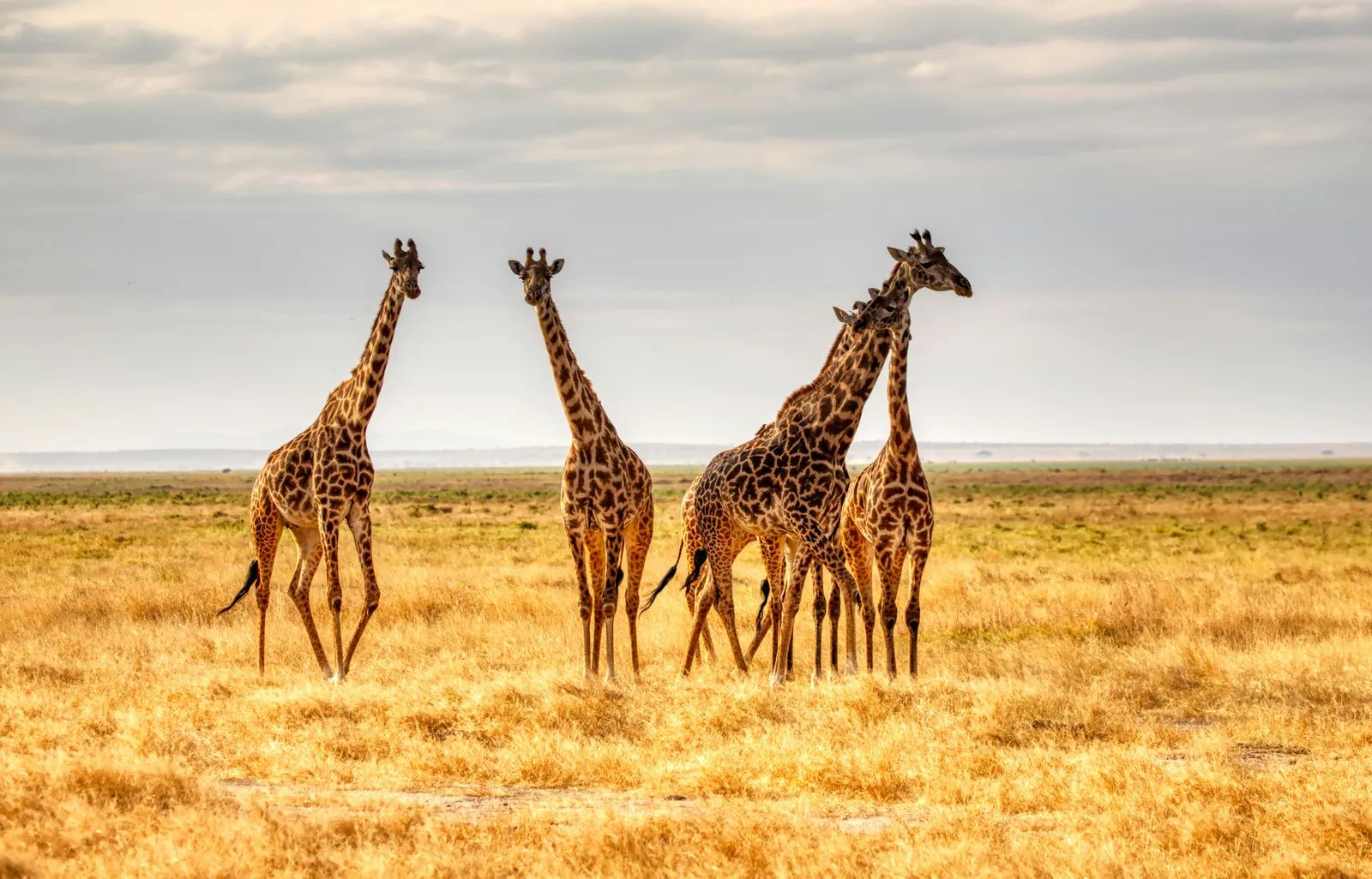 Giraffes in South Sudan Retain Genetic Health Despite Decades of Conflict