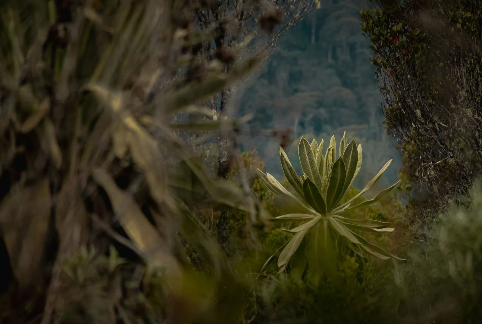 Deep in Peru's High Andes, Ancient 'Spirit' Landscapes Are Being Revived to Save a Vanishing Resource