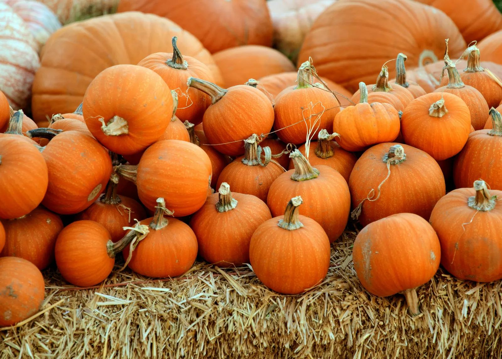 The Pumpkin Mistake That Spoils Your Fall Fun