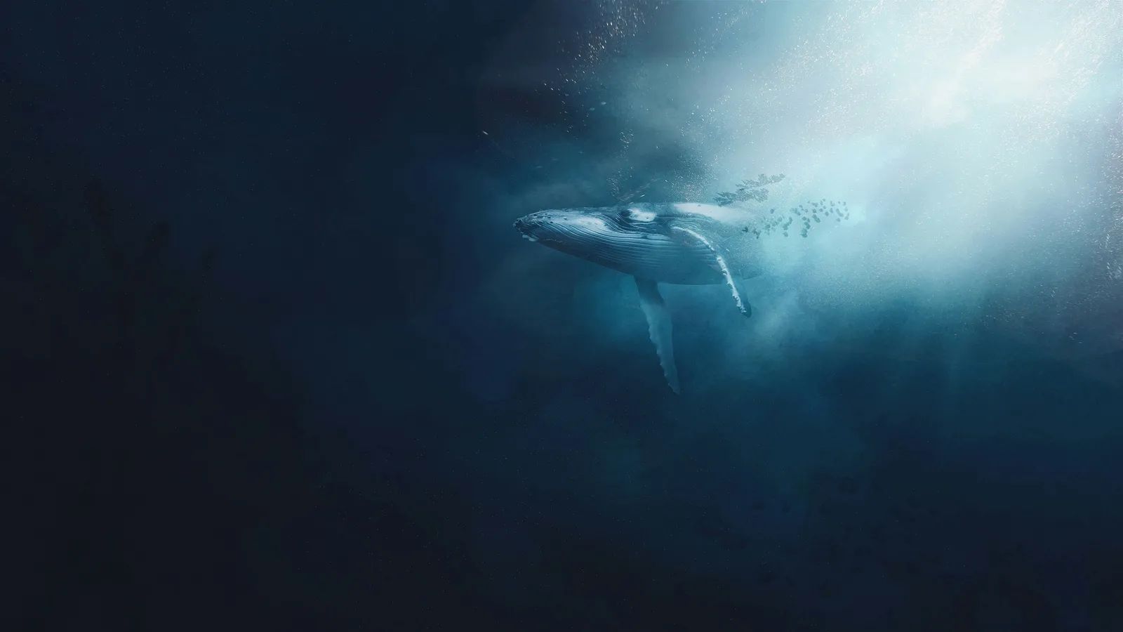 Bubbles Help Sperm Whales Maintain Their Signature Vertical Rest Position