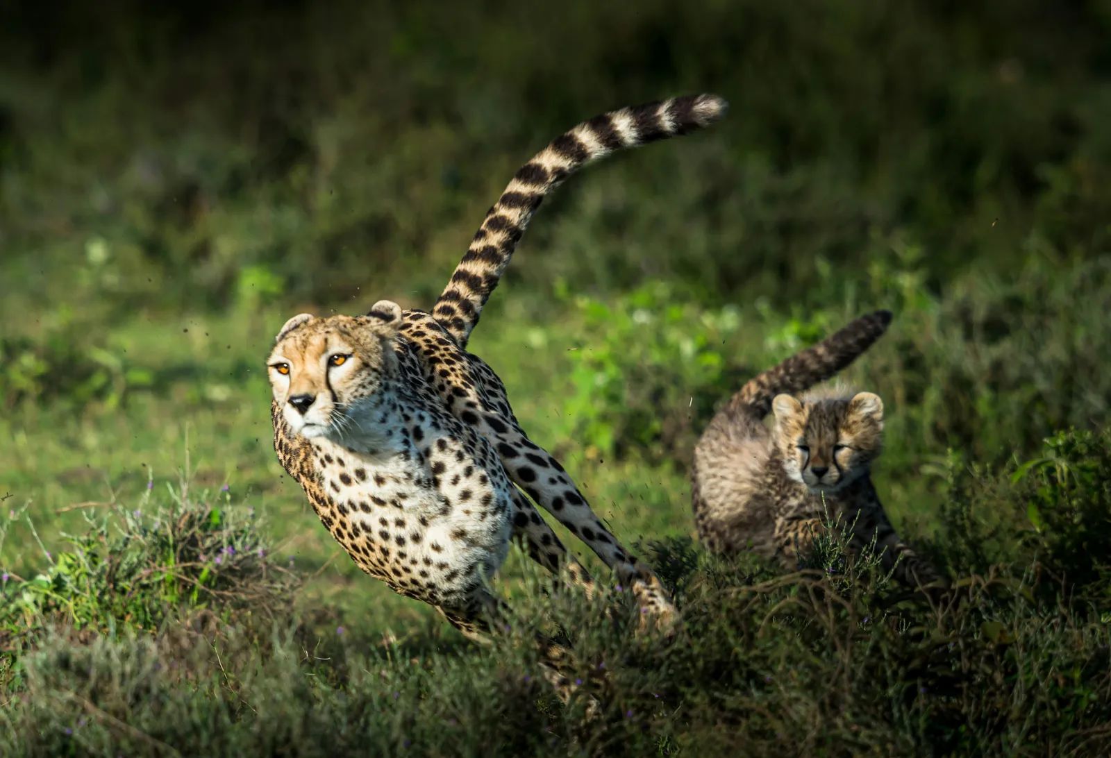 Rare Cheetah Quintuplets at Prague Zoo Overcome Storms and Maternal Illness