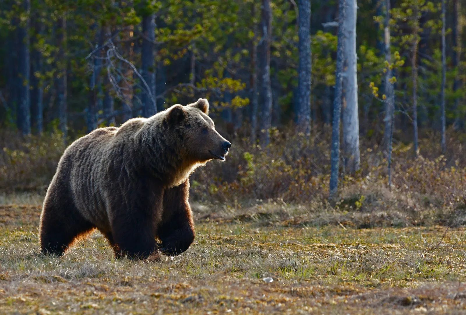 Alaska's 1,200-Pound Bear Champion Chunk Eyes Another Win in Fat Bear Week