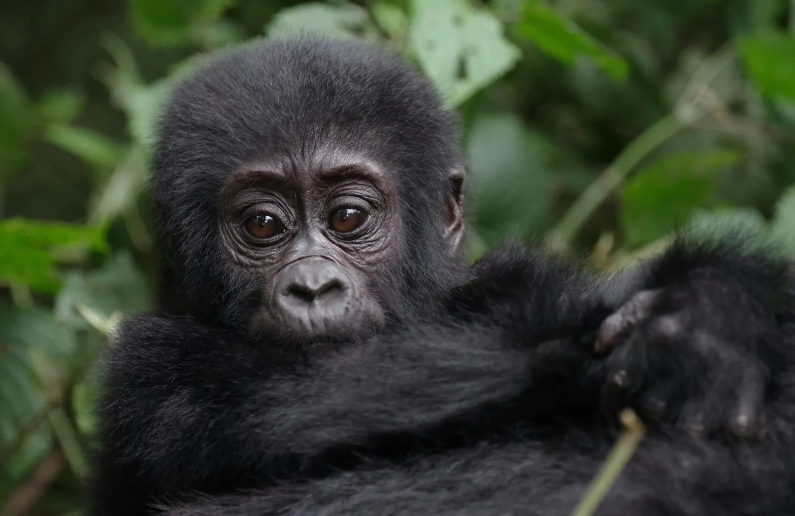 Locals Plant Trees to Safeguard Bwindi Gorilla Treks