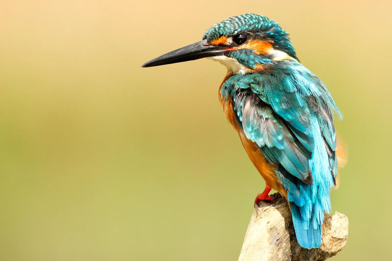 Birders Back Renaming Species With Troubled Pasts