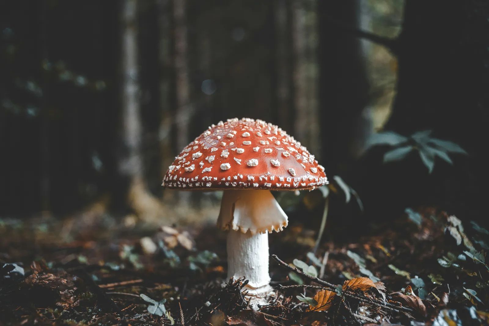 Mushroom Hunters Decode New Species With Home DNA Kits