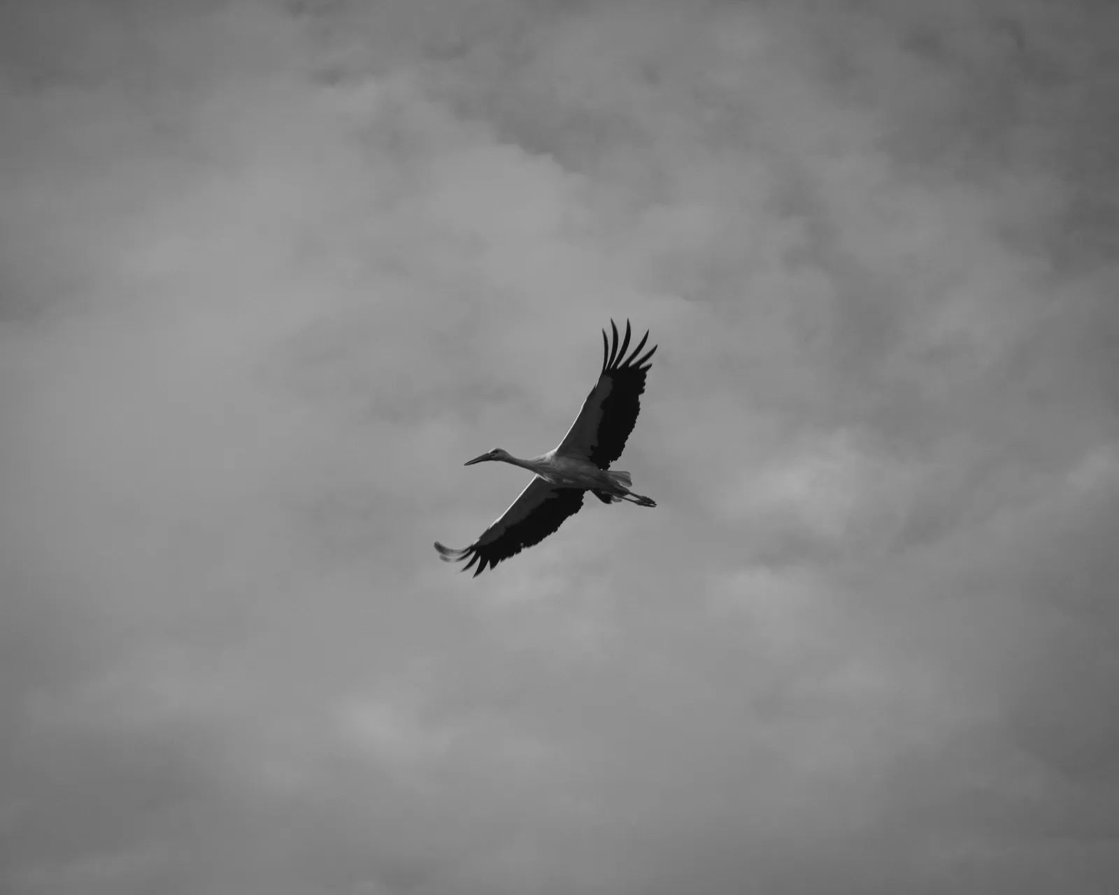UNESCO Status Spotlights South Sudan Stork Migration
