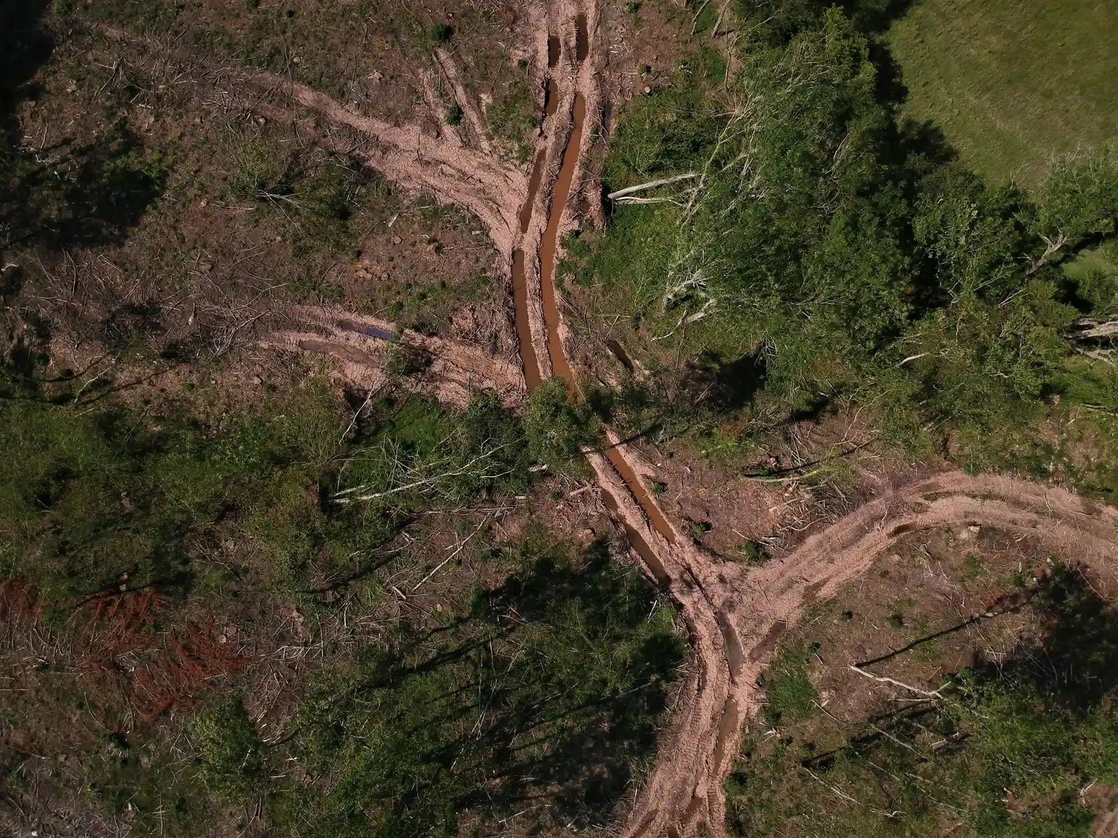 Amazon Deforestation Reaches Record Low After 42 Percent Drop