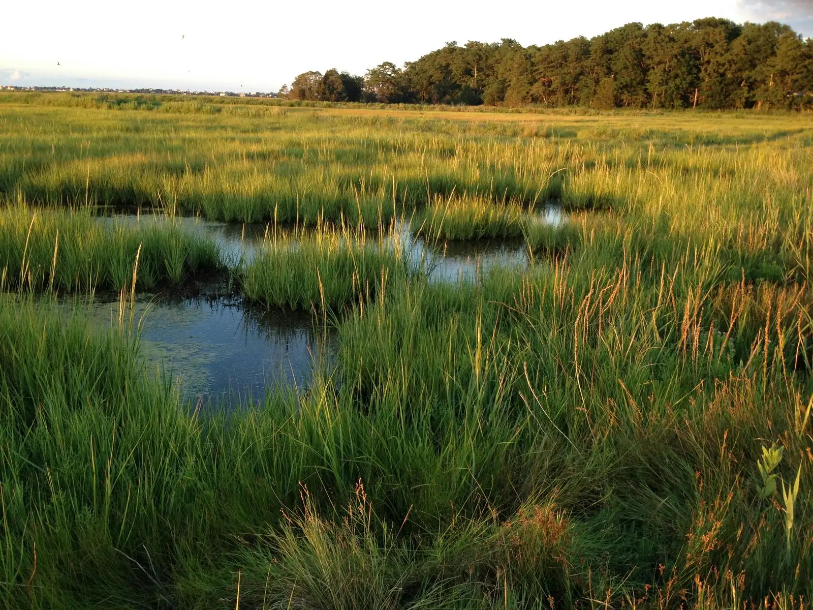 Giant Flume Test Shows Salt Marshes Can Still Dampen Extreme Storm Waves