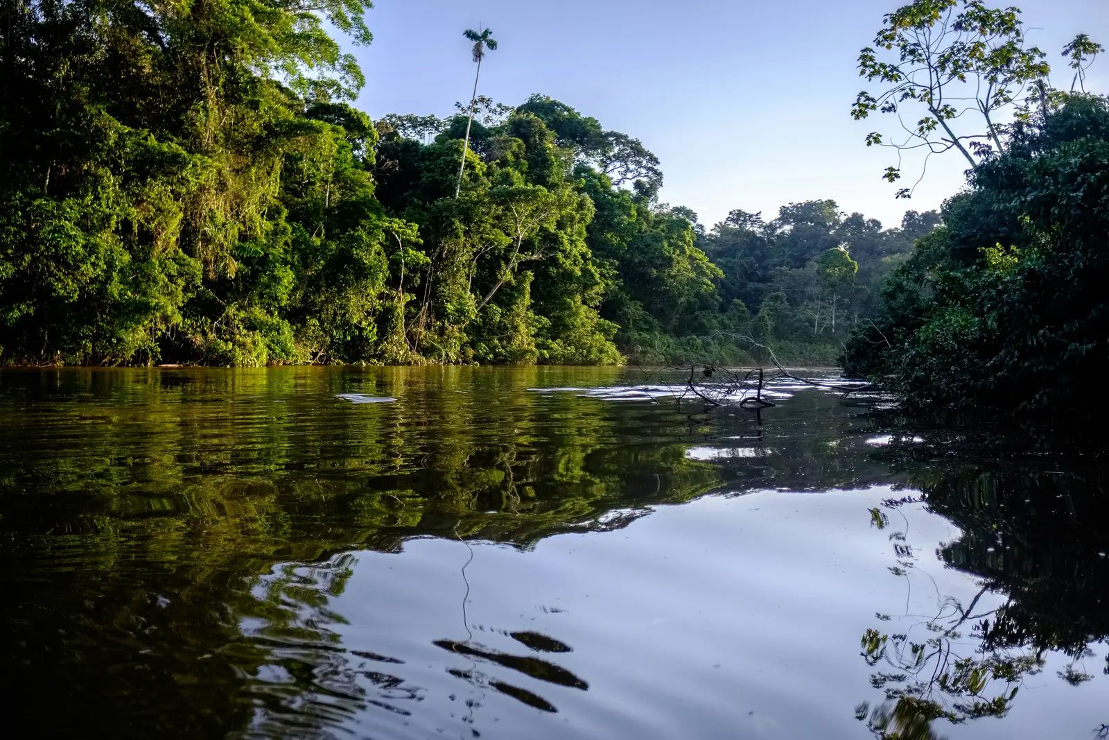 Criminal Networks Active in 768 Amazon Municipalities
