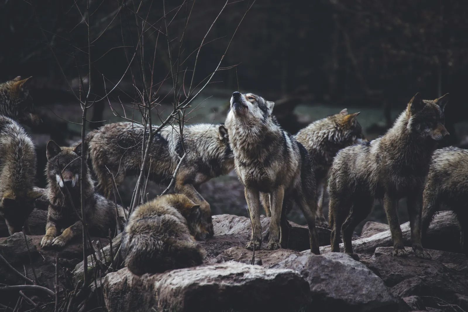 Isle Royale Wolves: Rescue Brings Survival Odds