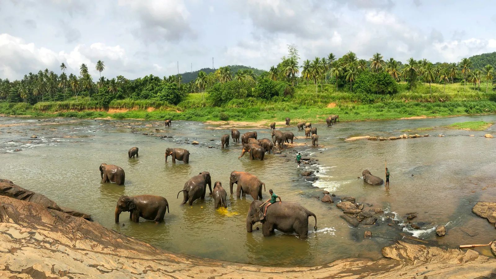Sri Lanka Mourns Tusker Kavantissa After Fatal Shooting