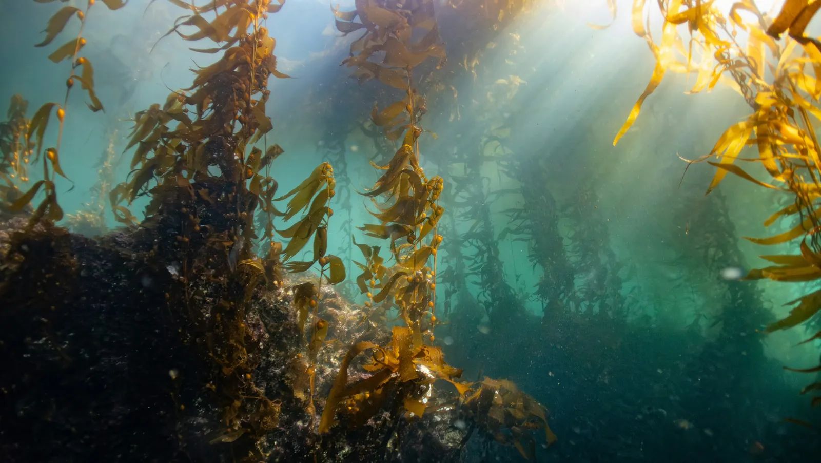 Tla-o-qui-aht First Nation Replants Kelp Forests in Clayoquot Sound