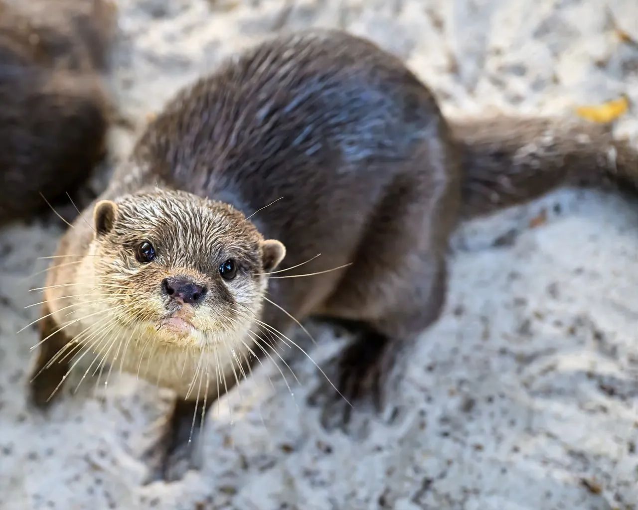 Baniwa and Giant Otters Share Brazil's Içana River