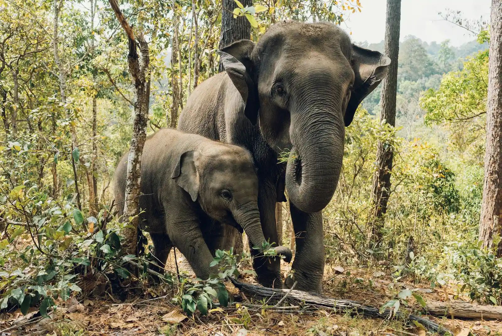 Interpol-Led Sweep Exposes Vast Wildlife and Timber Smuggling Networks in Latin America