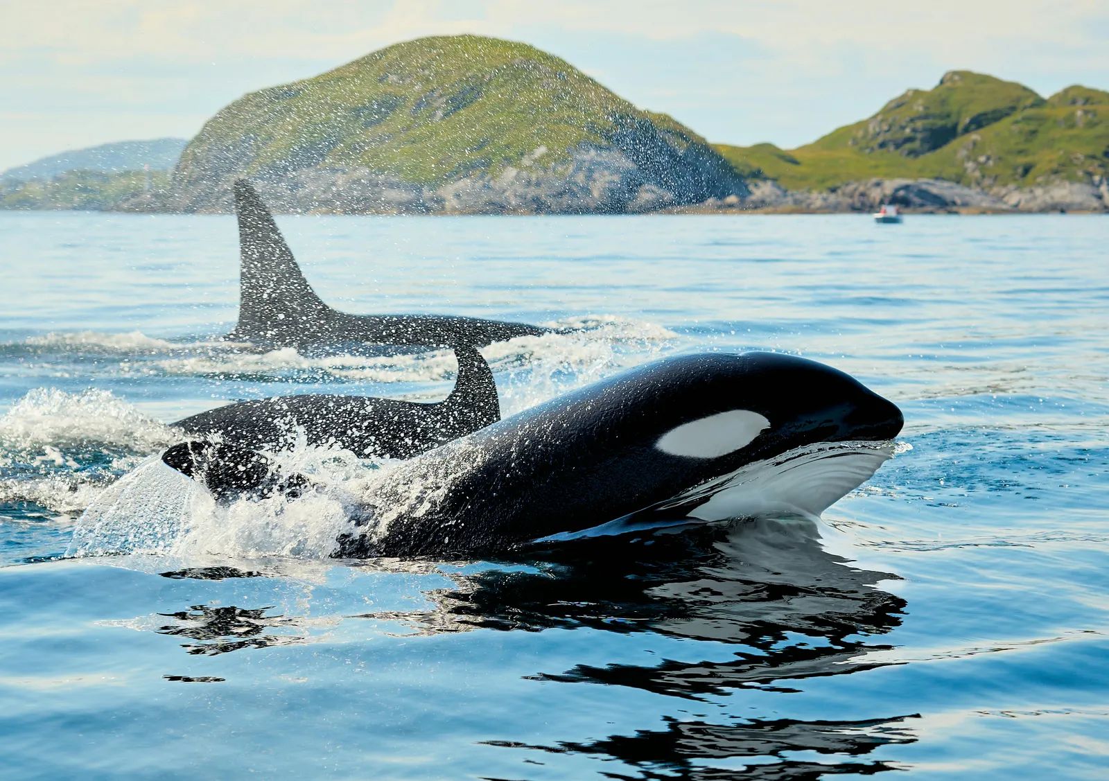 Orcas Obliterate Sunfish in Rare Encounters That Leave Scientists Baffled