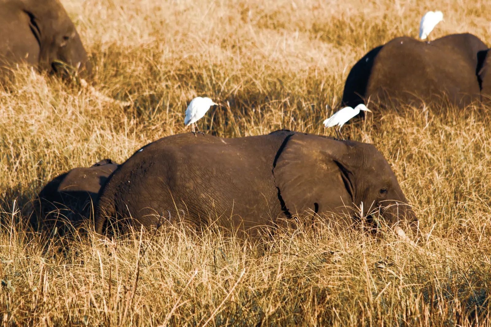 Mozambique Safari Firm Wins Global Markhor Award