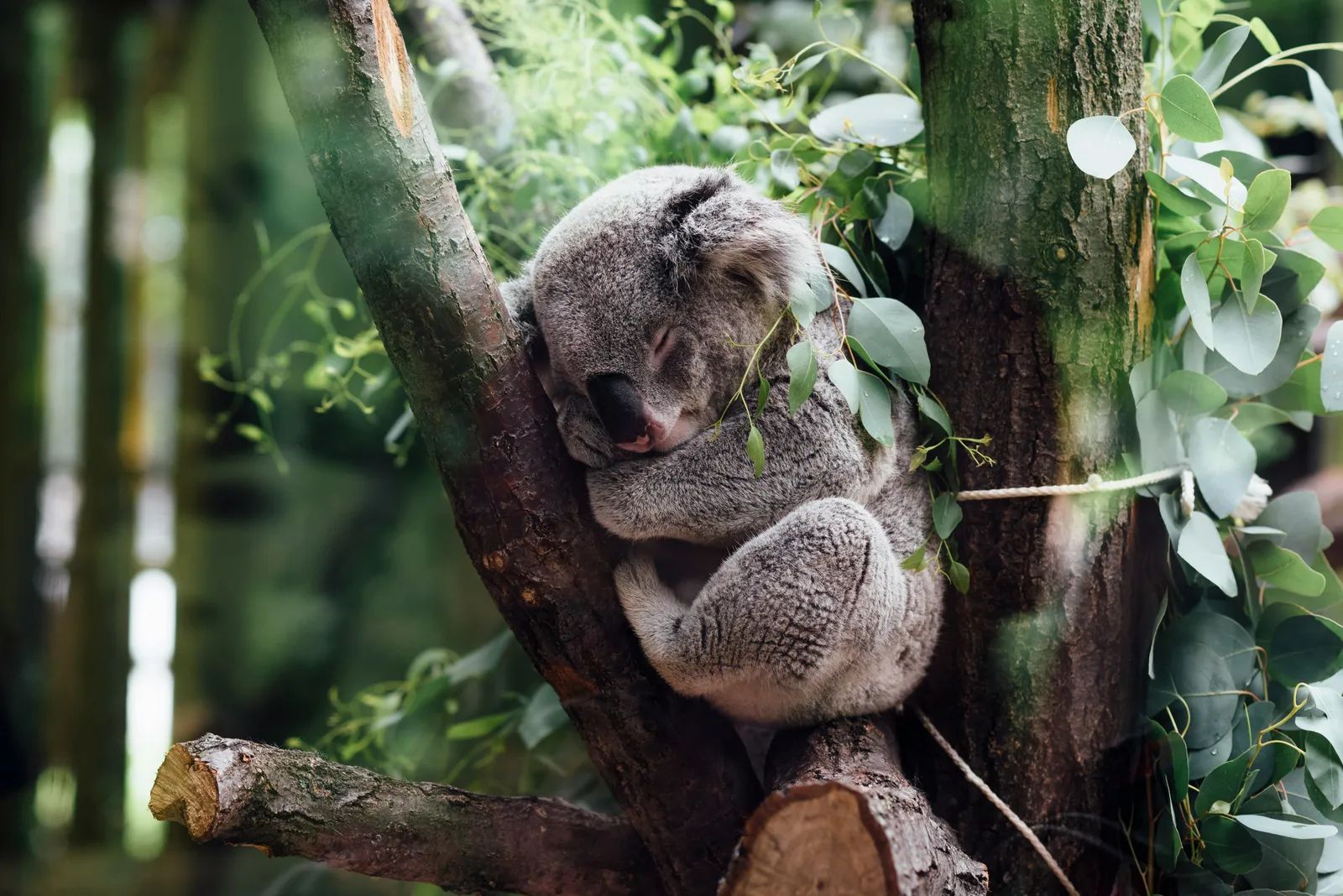 NSW Passes Koala Park Bill After Decade of Advocacy