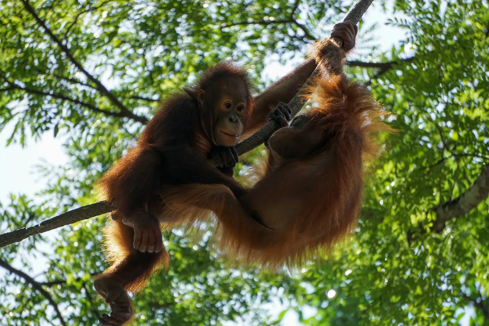 Rescuers Evacuate Burned Orangutans From Wildfire Haze in Borneo