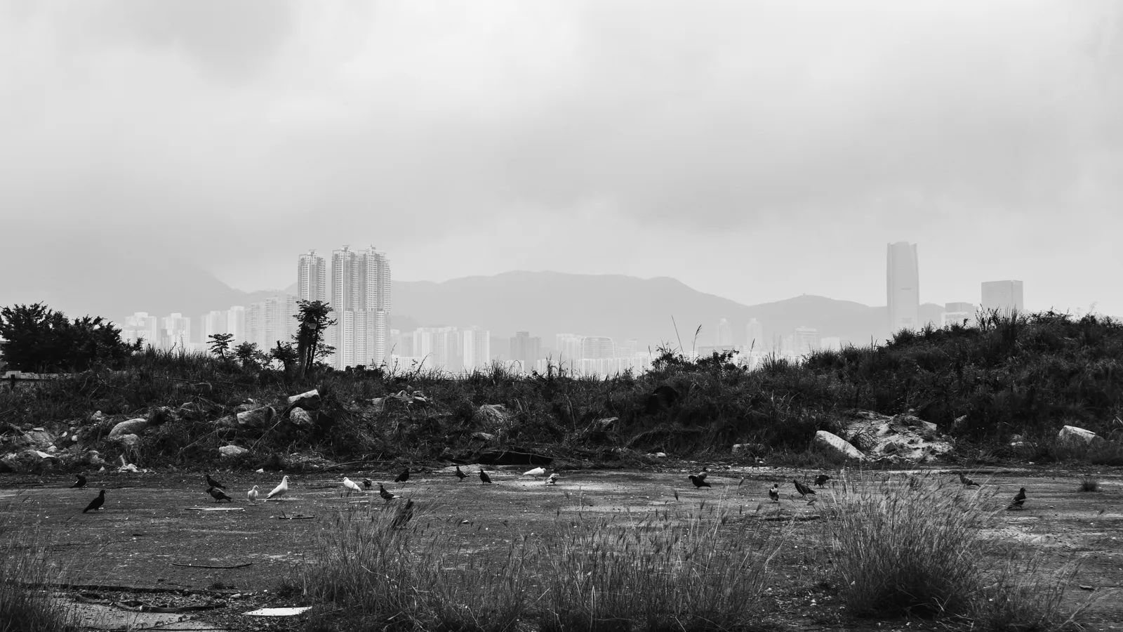 Hong Kong Gives Endangered Cockatoos a Boost With Urban Nest Boxes