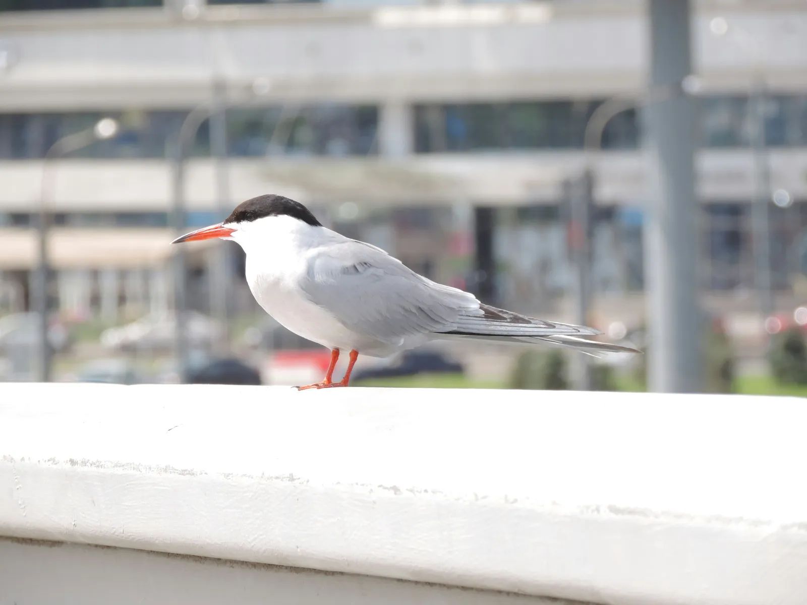 Juvenile Elegant Terns Swarm San Francisco Bay Near Golden Gate Bridge