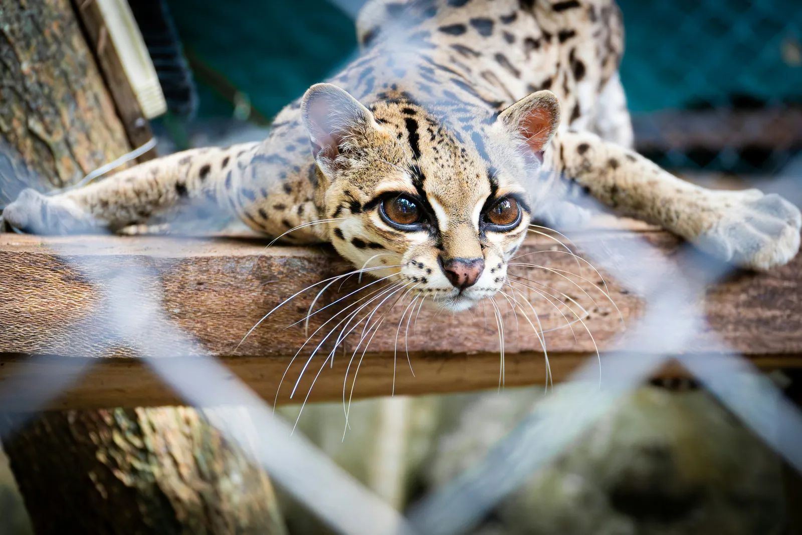 Khon Kaen Center Revives Injured Leopard Cat Cubs