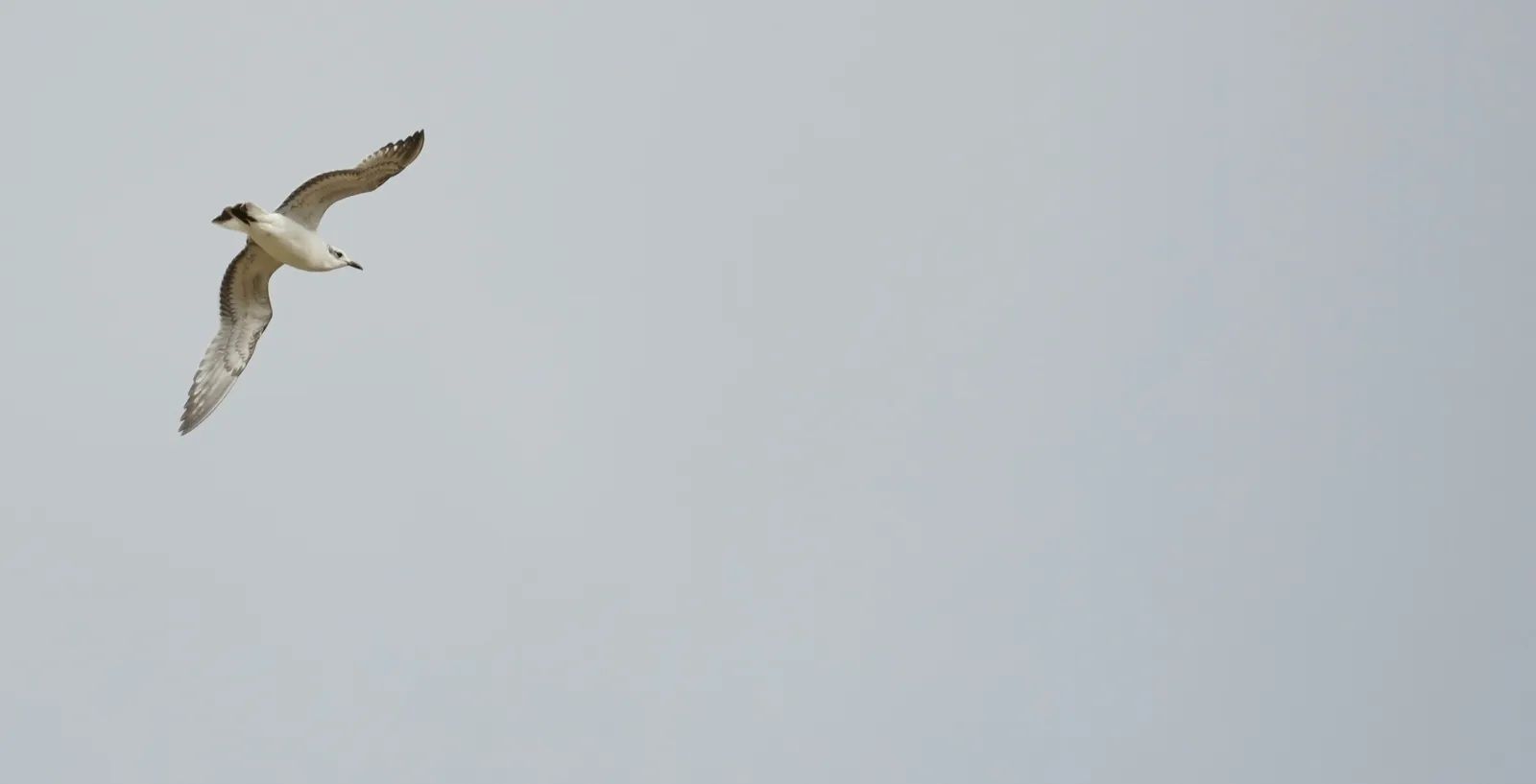 Malta Storm Strands Birds, Hunters Reportedly Kill Hundreds