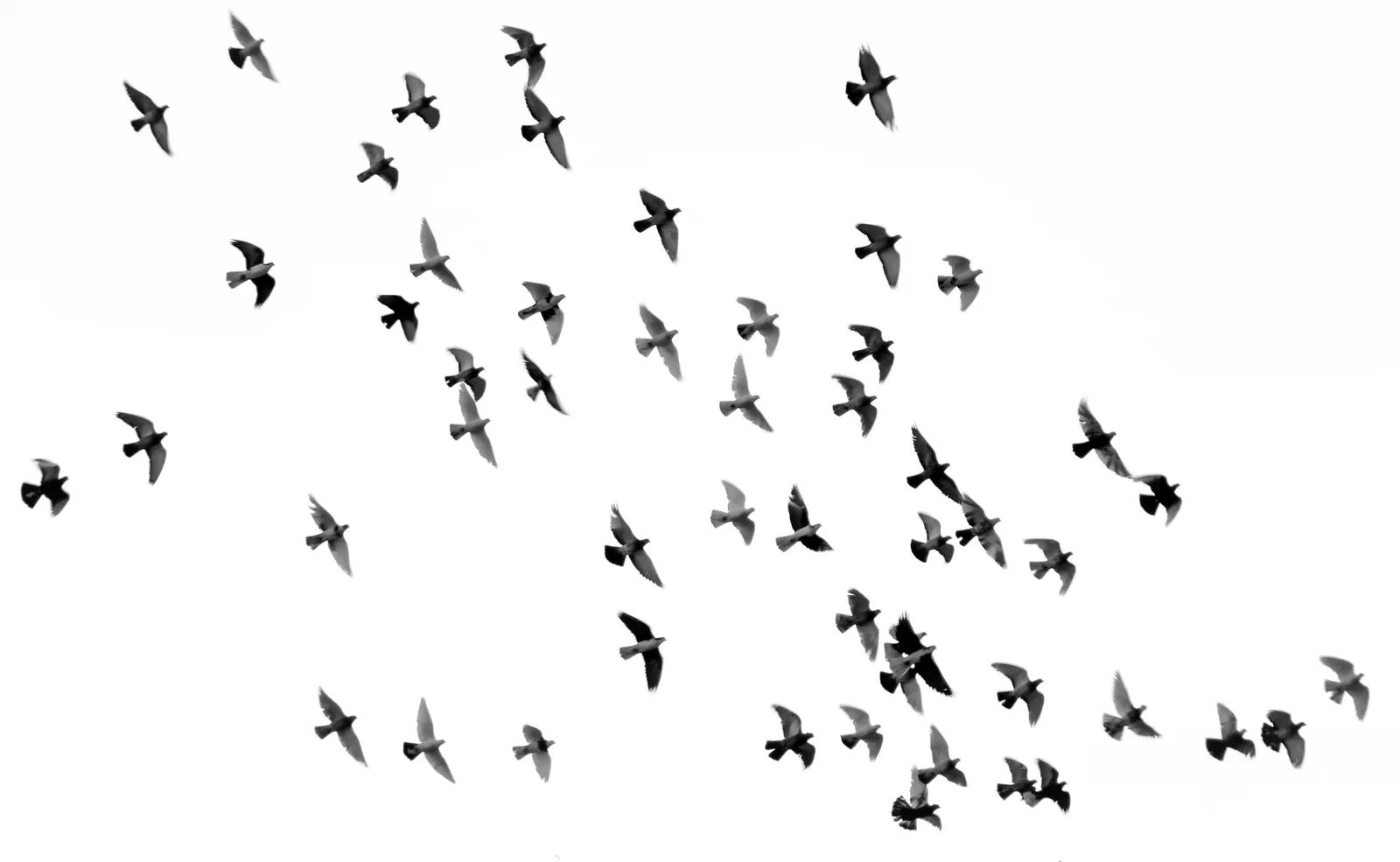 Why Louisiana Is One of America's Birdiest States, and Why Millions of Migrating Birds Depend on It