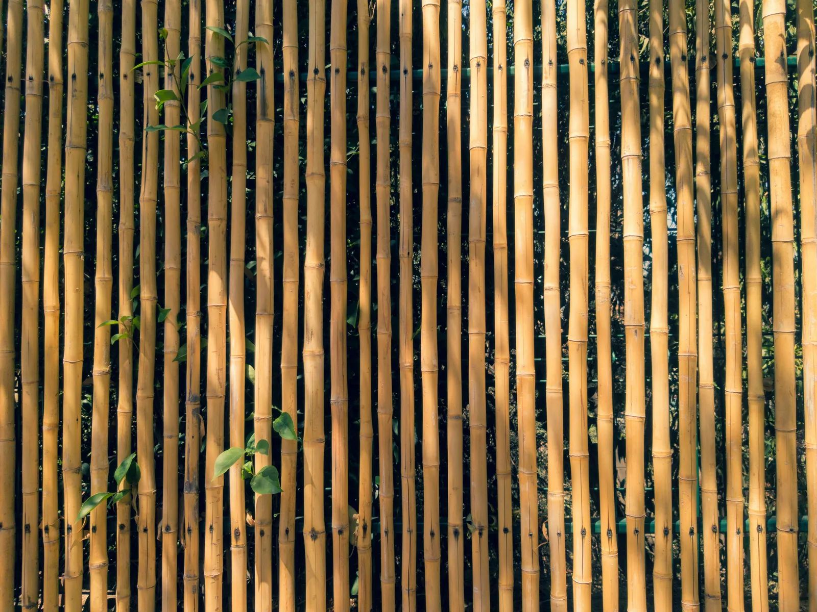 Pamarawan Village Builds Bamboo and Shell Barriers Against Typhoon Floods