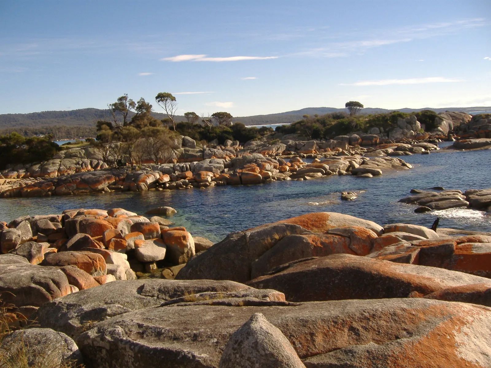 Tasmania Pays Divers to Harvest Invasive Urchins for Kelp