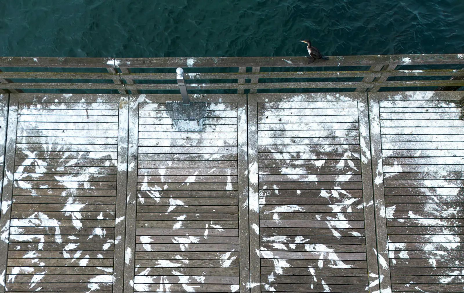 Seabird Droppings and Native Forests Strengthen Atoll Islands Against Rising Seas