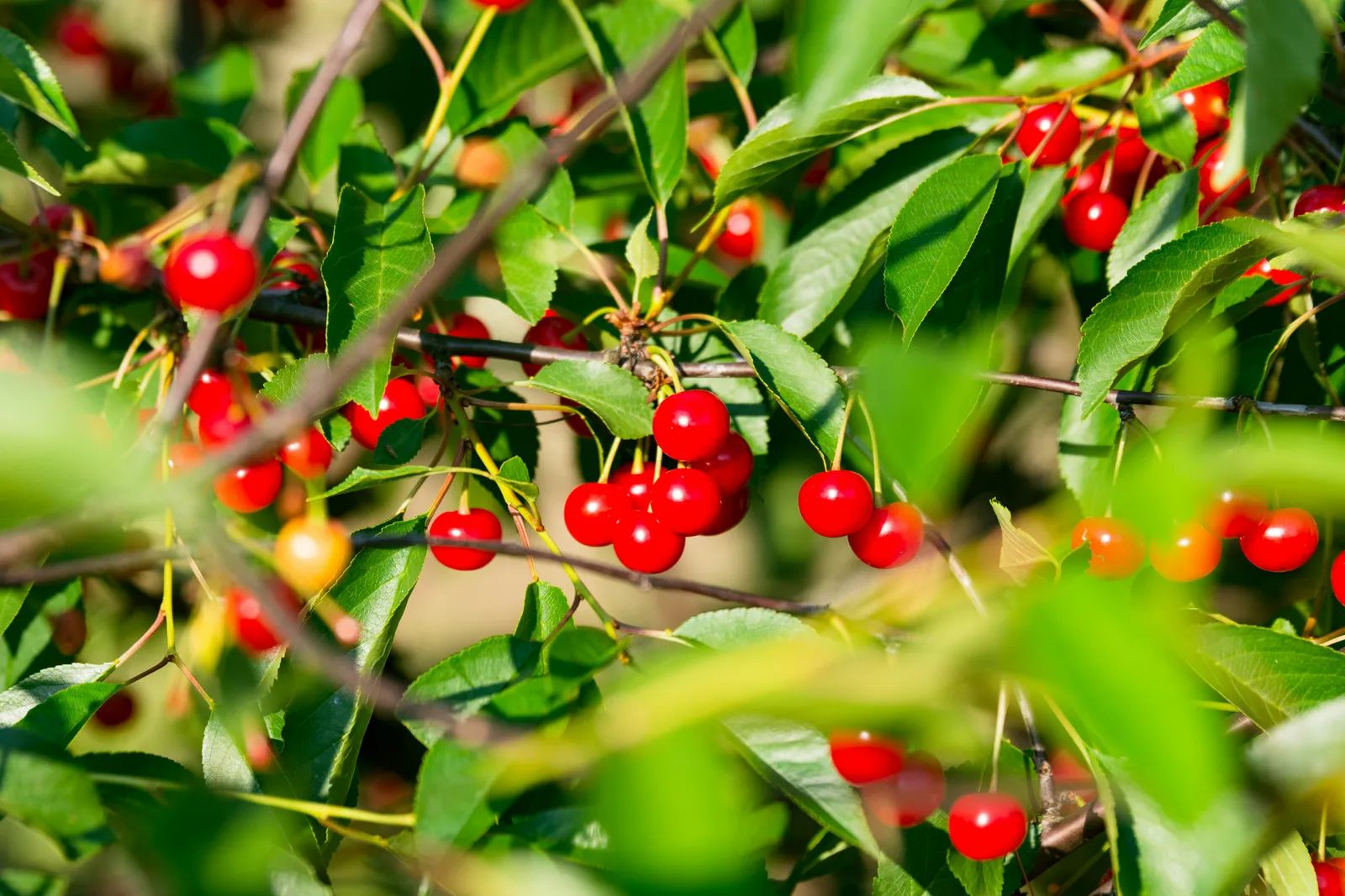 Maraschino Cherries Last Years Unopened, Then Need the Fridge