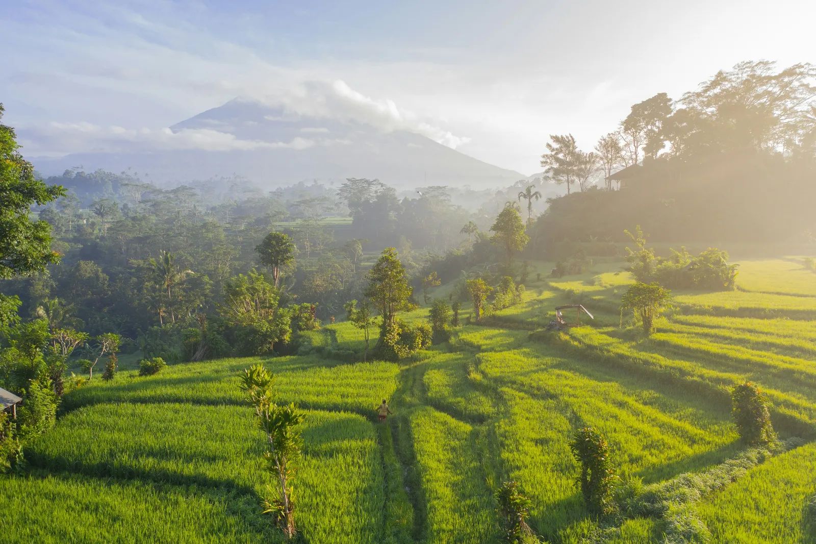Indonesia Ends Forest Expansion for Rice, Leaving Major Papua and Kalimantan Projects in Limbo