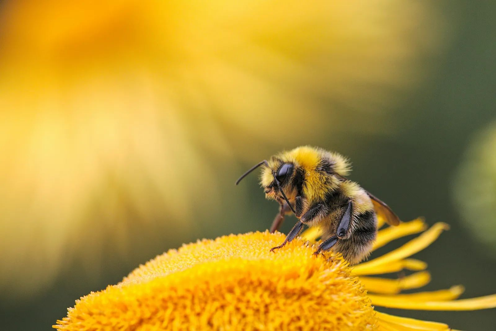 Air Pollution Scrambles How Bees Smell Flowers