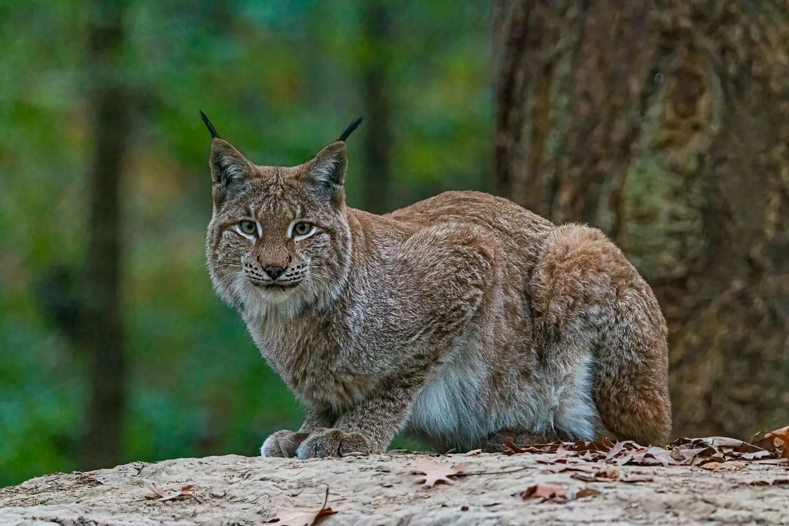 Lynxes Dunk Their Prey, Leaving Experts Baffled