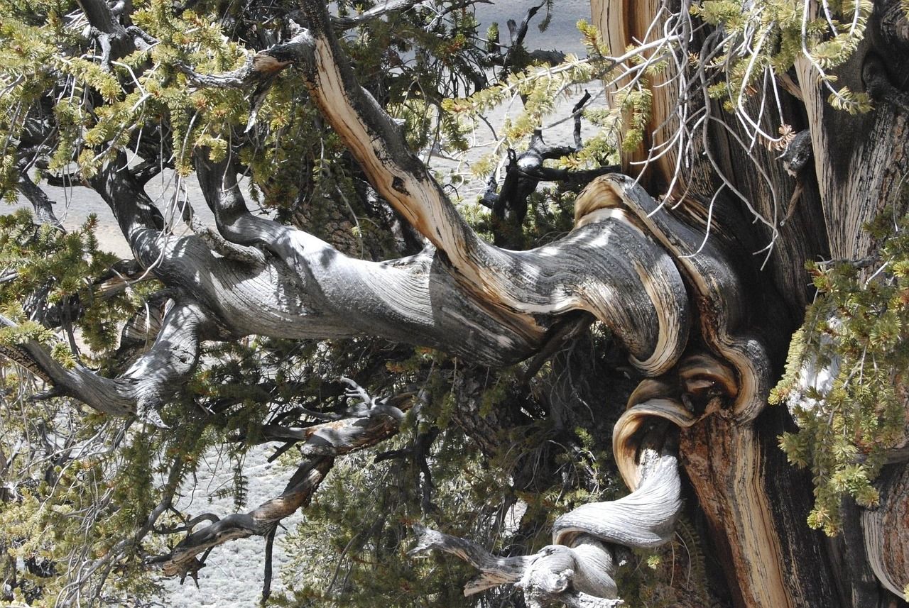 Where to find Earth's oldest living organisms